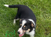 Collie cross Jack Russell