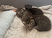 Half ragdoll kittens for sale *reduced*