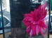 Tarantulas and true spiders forsale