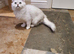 Beautiful Pedigree Chinchilla Persian Kitten