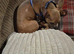One year old male frenchie cross called kion