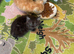I have 1 black kitten.