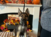German shepard