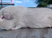Self Lilac guinea pig