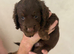 2x cockerspaniel pups
