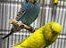 Pair of budgies