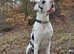 Zeus kc great dane stud only