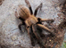 Tarantulas Grown to Adults