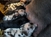 21 piglets for sale