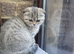 Scottish fold Girl