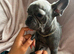 OFFERS!French bulldog boys and girl