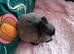 Siamese Sable Netherland Dwarf boy 3 months