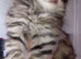 Norwegian forest cat mix
