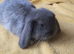 Beautiful Mini lop looking good a home