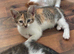 Kitten for sale