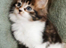 Beautiful Maine Coon Kittens