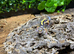 Bold Jungle Leopard Gecko at Birmingham Reptiles