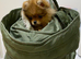 Orange Pomeranian Puppy For Sale - Boston, Lincs - Vet Checked & Ready Now