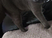 British short hair kittens