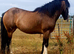 Lilly 14.2 cob mare