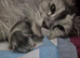Tica high silver kittens