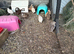 Caledon and coturnix Quail Fertile Eggs