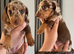 KC registered Long hair and short hair miniature dachshunds