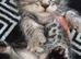 Cute Maine coon cross ragdoll