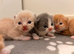 Exotic Persian Cross kittens for sale