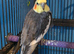 Male cockatiel