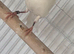 Irish fancy cock bird