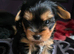 Stunning male Yorkshire Terrier available.