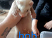 13 baby ferrets