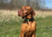 Hungarian Junior Champion Stud