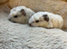 Swiss guinea pigs for sale