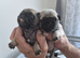 Pug puppies