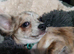 Chihuahua girl blue+lilac merle on cream 5m semi long coat