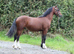 Stunning bay colt