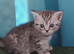 Mixed breed kittens .