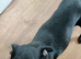 Patterdale terrier