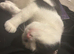 Dwarf Female Cat to rehome 1 y o