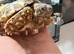 Leopard Tortoise