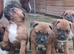 Beautiful quality red staffordshire bullterrier