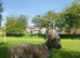 Deerhound Saluki x Bull Wheaton beddy greyhound