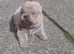 KC CHOW CHOW PUPPIES