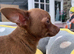 2 male toy chihuahua puppies left ready to leave now