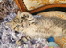 Scottish fold