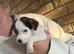 3 Jack Russell Puppies