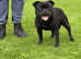 Highest & most titled stud in Uk blue gene
