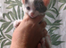Beatiful grey and white kitten